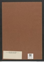 Diatomeae indet. Zeichnungen Sammlung Grunow Mappe 02355 (Herbarium_W_Grunow_drawings_Folder_02355)